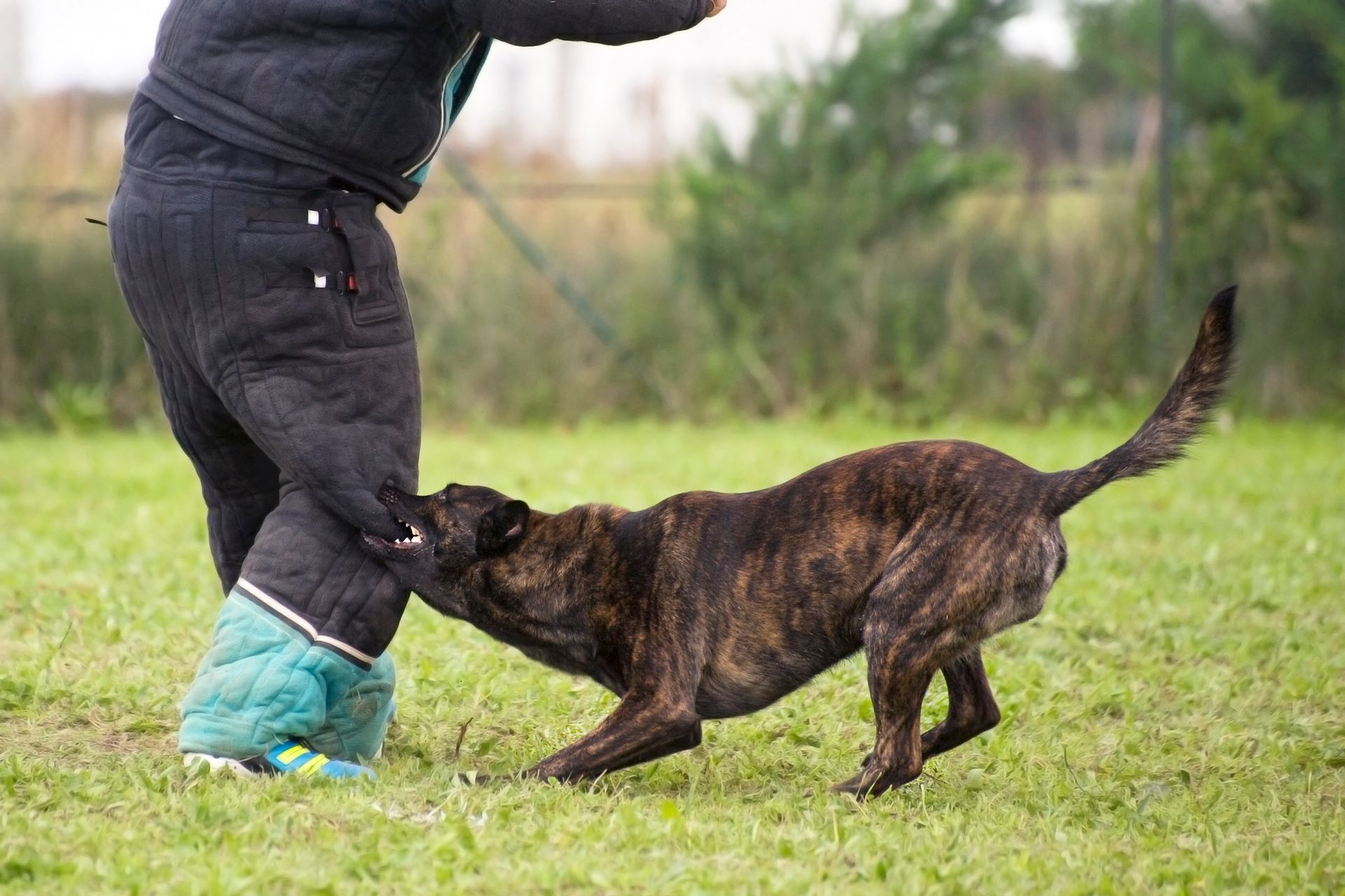 A dog is biting a person 's leg in a field.