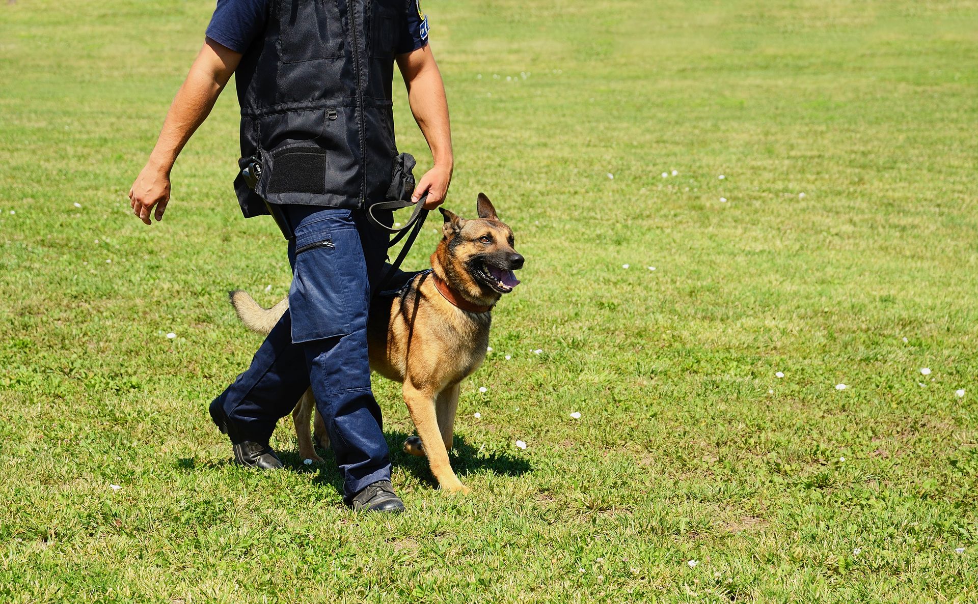 A man is walking a german shepherd dog on a leash.