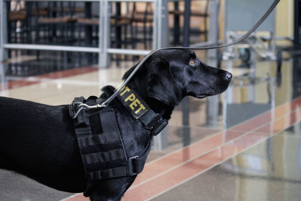 A black dog wearing a harness with the word pet on it.