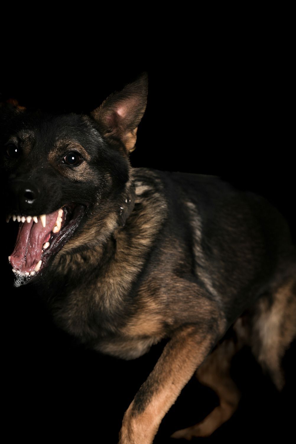 Police k9 for sale