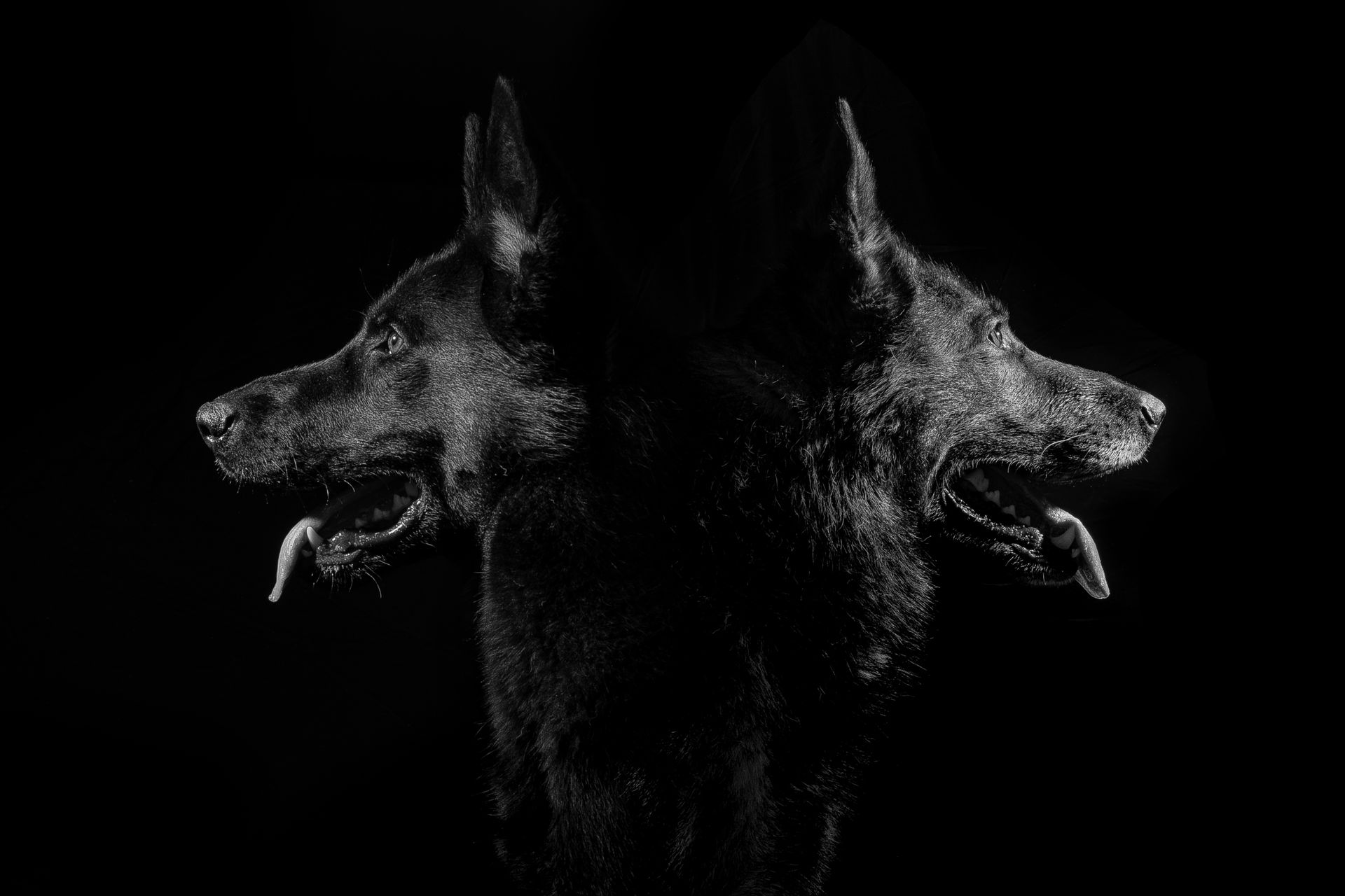 Two black dogs are standing next to each other in the dark.