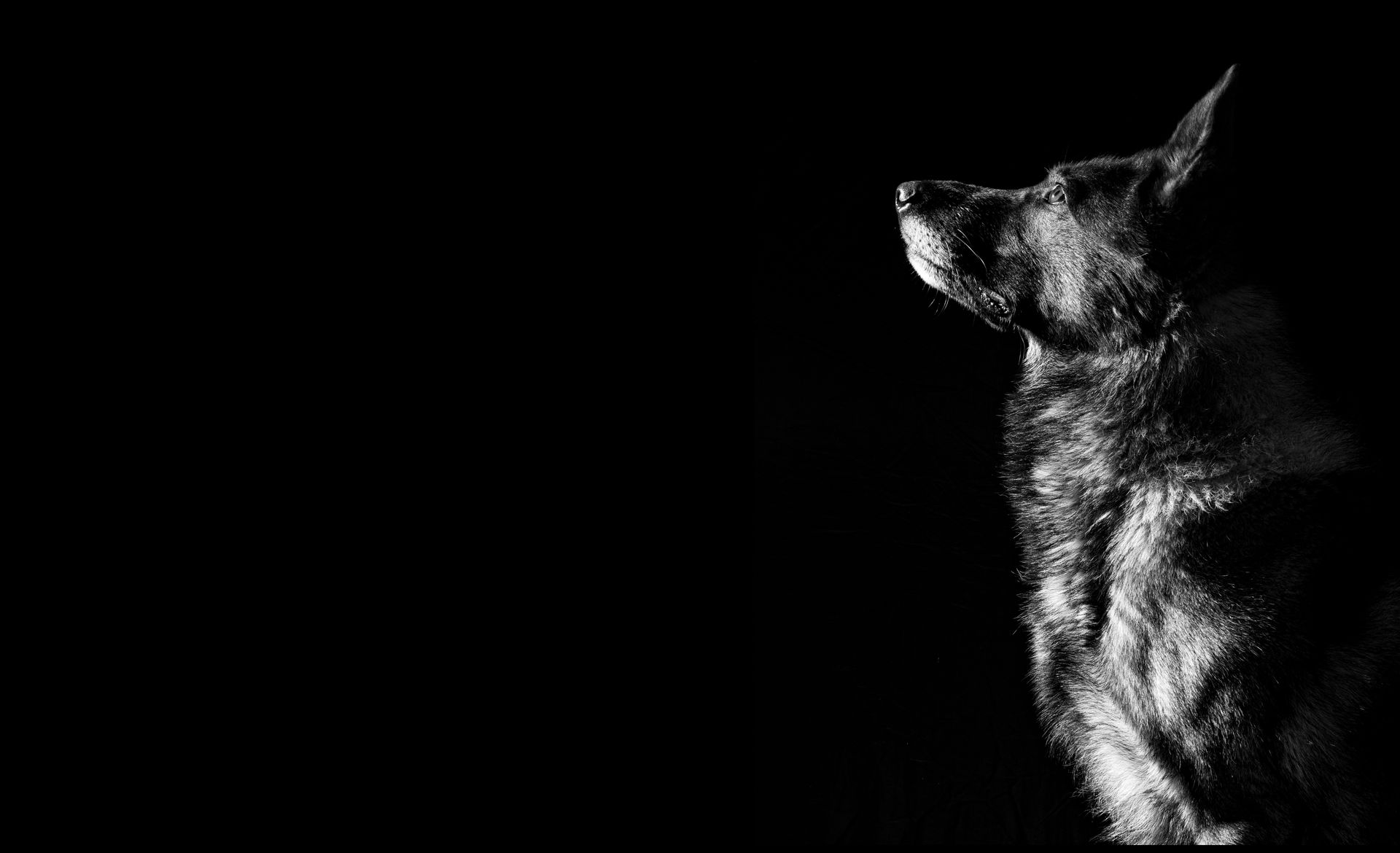A black and white photo of a dog in the dark looking up.