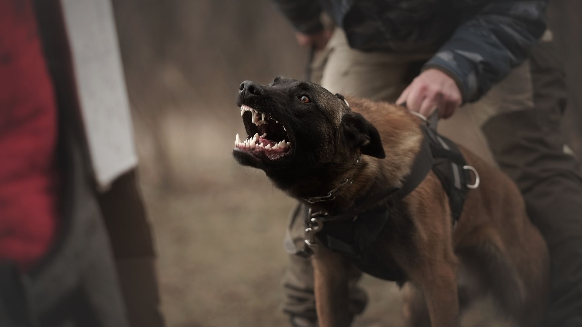A man is holding a very angry dog on a leash.