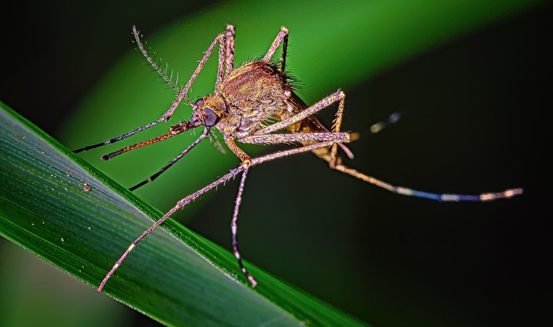 mosquito control
