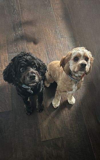 Two small dogs, one black and one tan, sitting on a dark wooden floor and looking up at the camera.