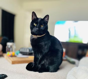 Black cat wearing a gold collar sits on a couch in a cozy living room.