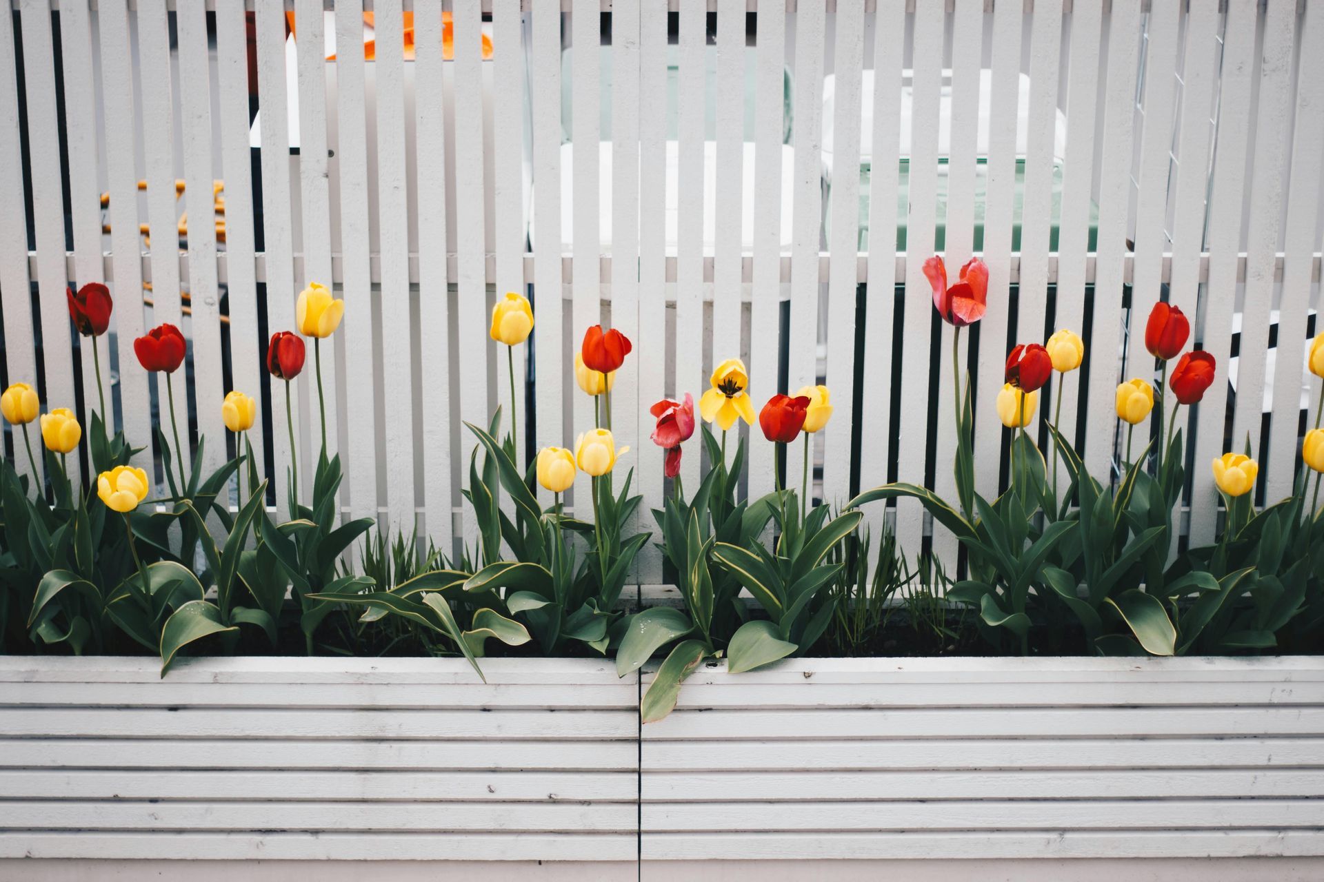 Yellow and red tulips bloom behind a white slatted fence in a planter.