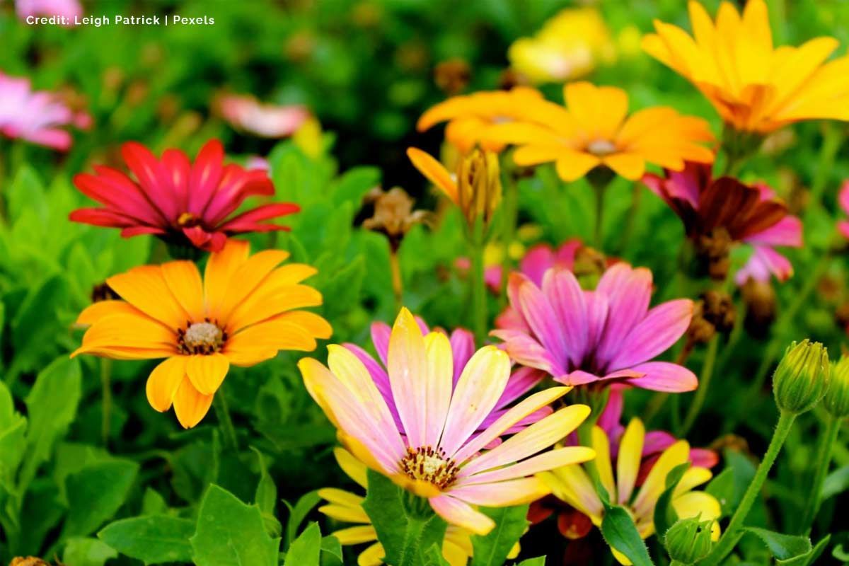 Insurance-and-Prevention-Protecting-Your-Garden-Long-Term