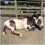 A piebald pony lies down on the ground, resting near a wooden fence. It has brown and white markings.