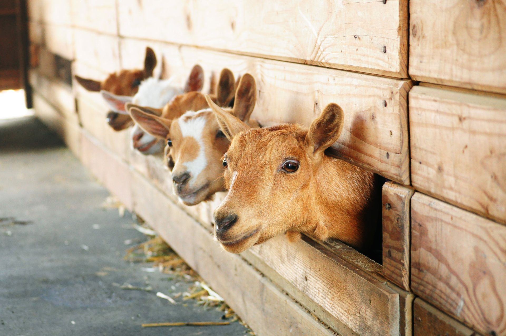 Four goats with heads poking out of wooden stalls. The goats are brown, white, and tan.