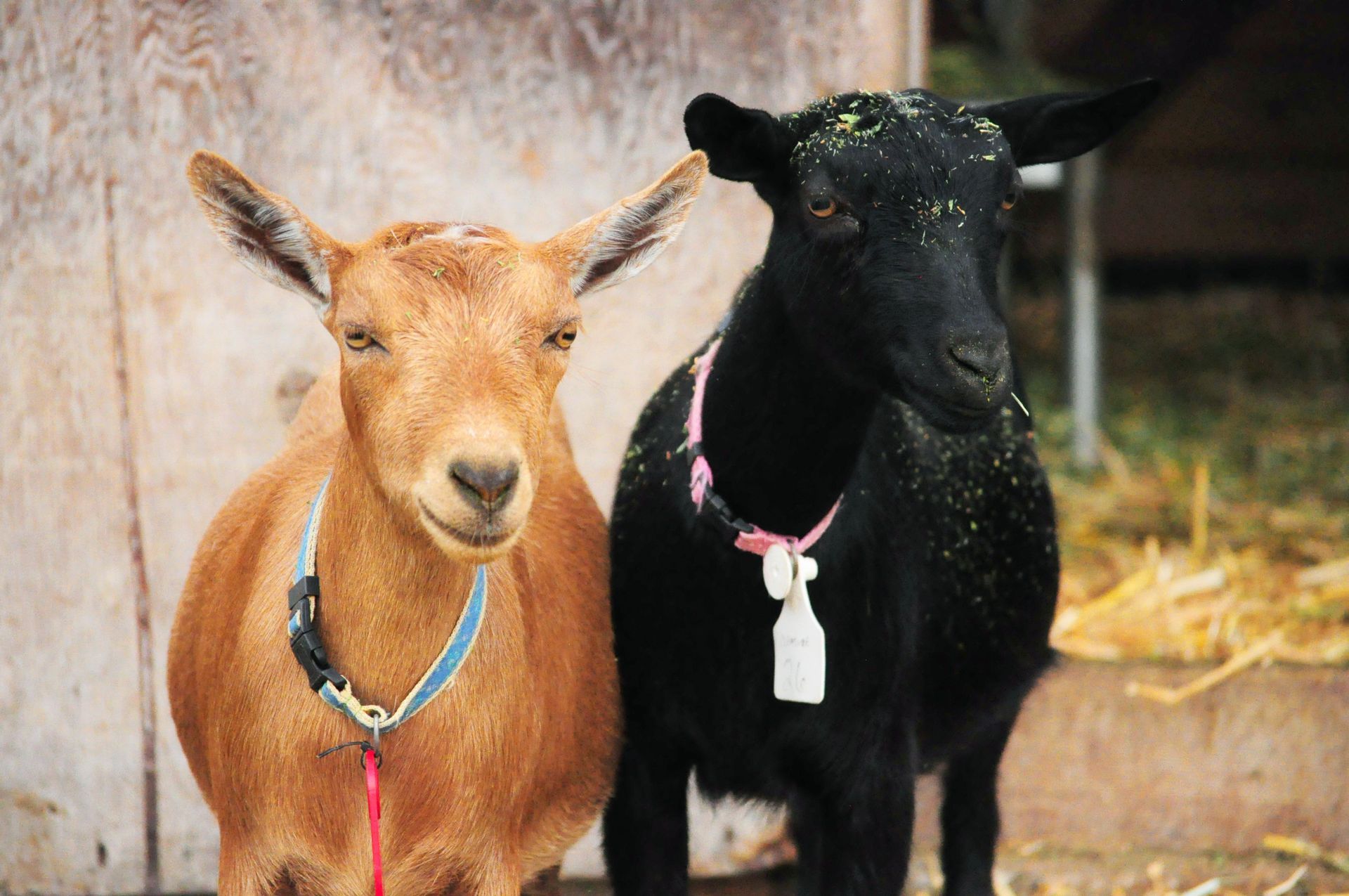 Two goats: a tan one on the left, black on the right, both wearing collars and standing near a wooden structure.