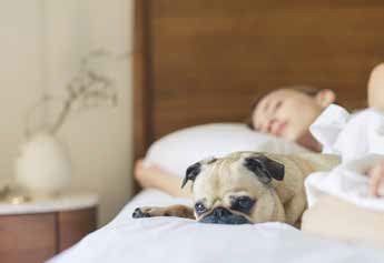 A pug lies on a bed next to a sleeping person, both resting on white sheets. The room has a wooden headboard and a bedside table.