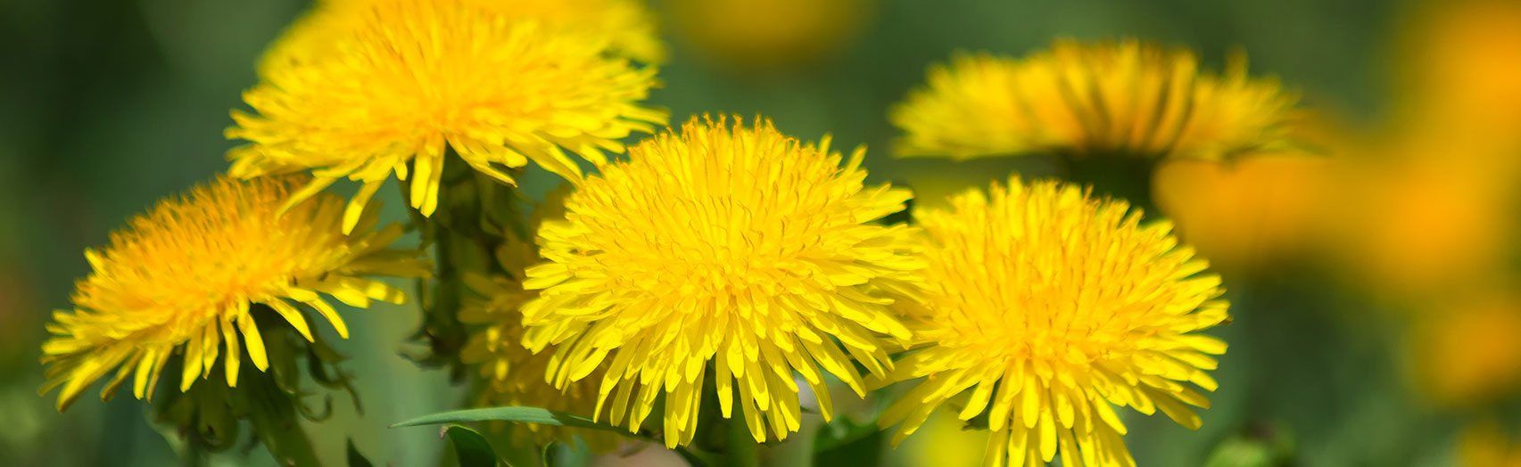 Close-up of several bright yellow dandelion flowers in a field. The background is green and blurred.
