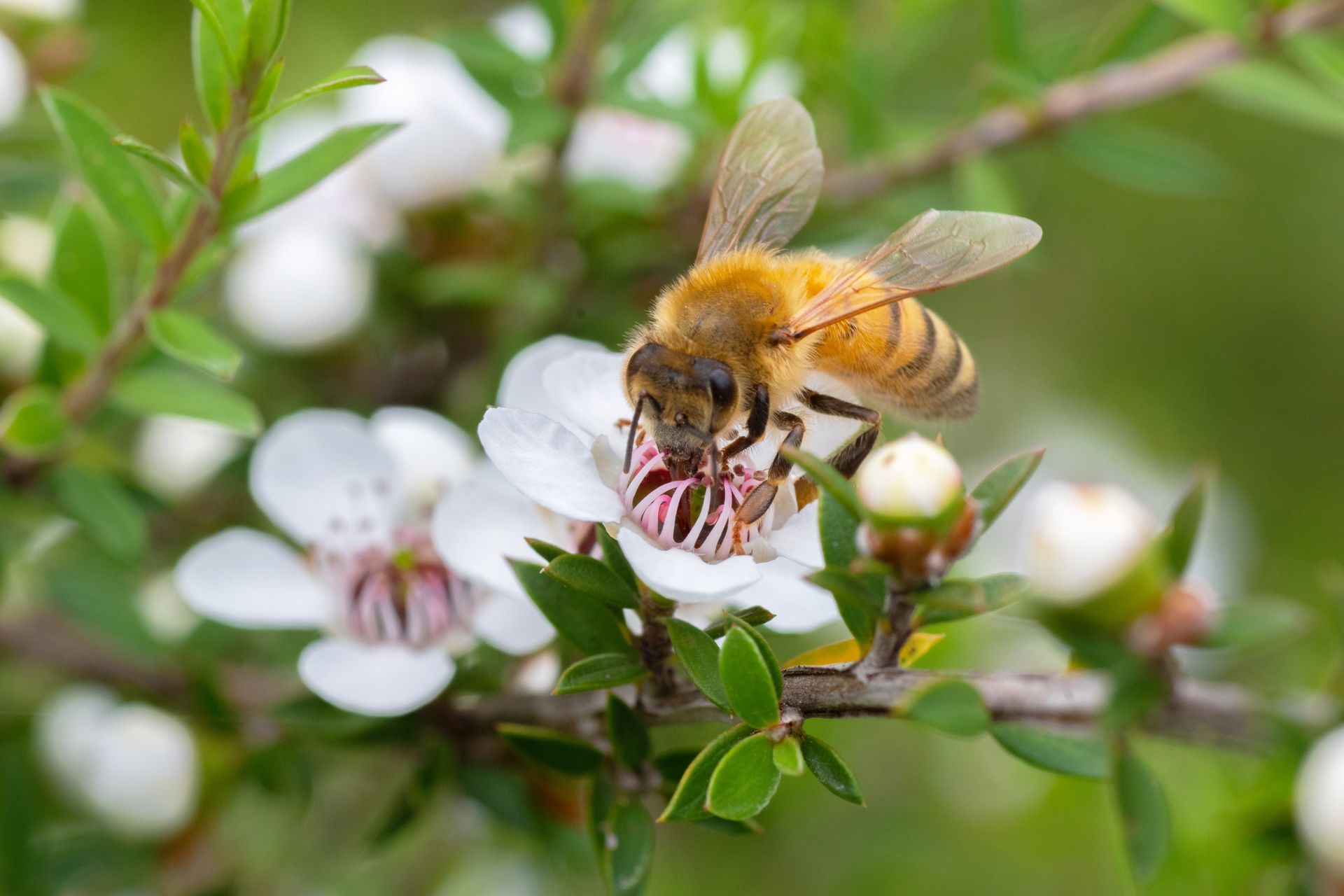 Bee collecting nectar from a white flower with a red center; green leaves and buds in the background.