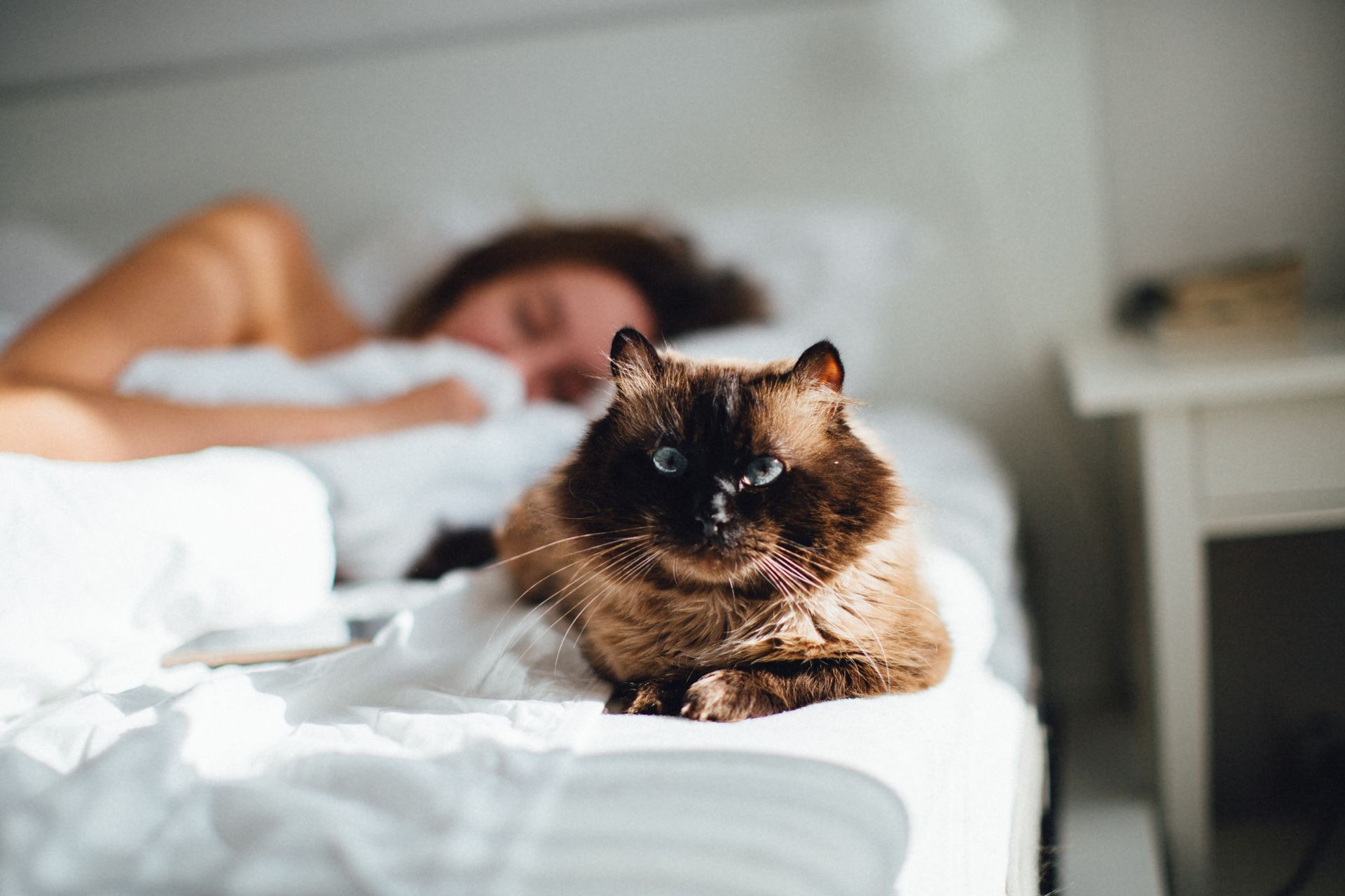 A seal point Himalayan cat sits on a bed, looking at the camera while a person sleeps behind it.