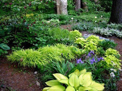 Lush garden bed with various green and yellow plants, including hostas and grassy foliage, set against a backdrop of trees.