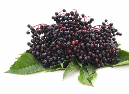 Clusters of dark purple elderberries with green leaves, against a white background.