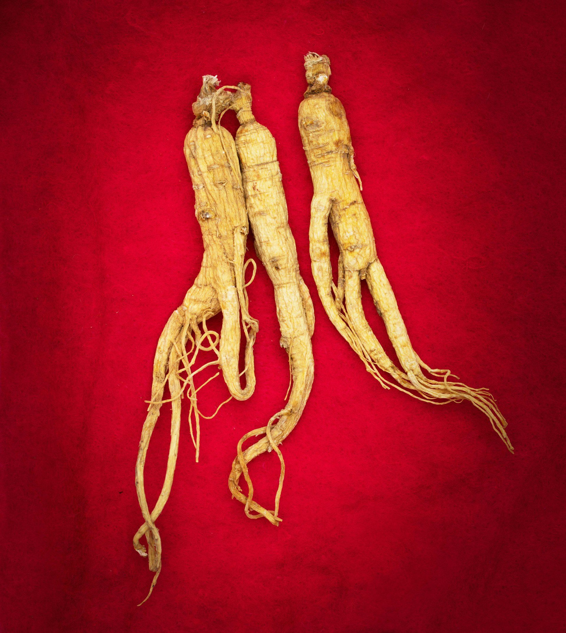 Three ginseng roots with long, thin rootlets, on a red background. The roots are light tan.