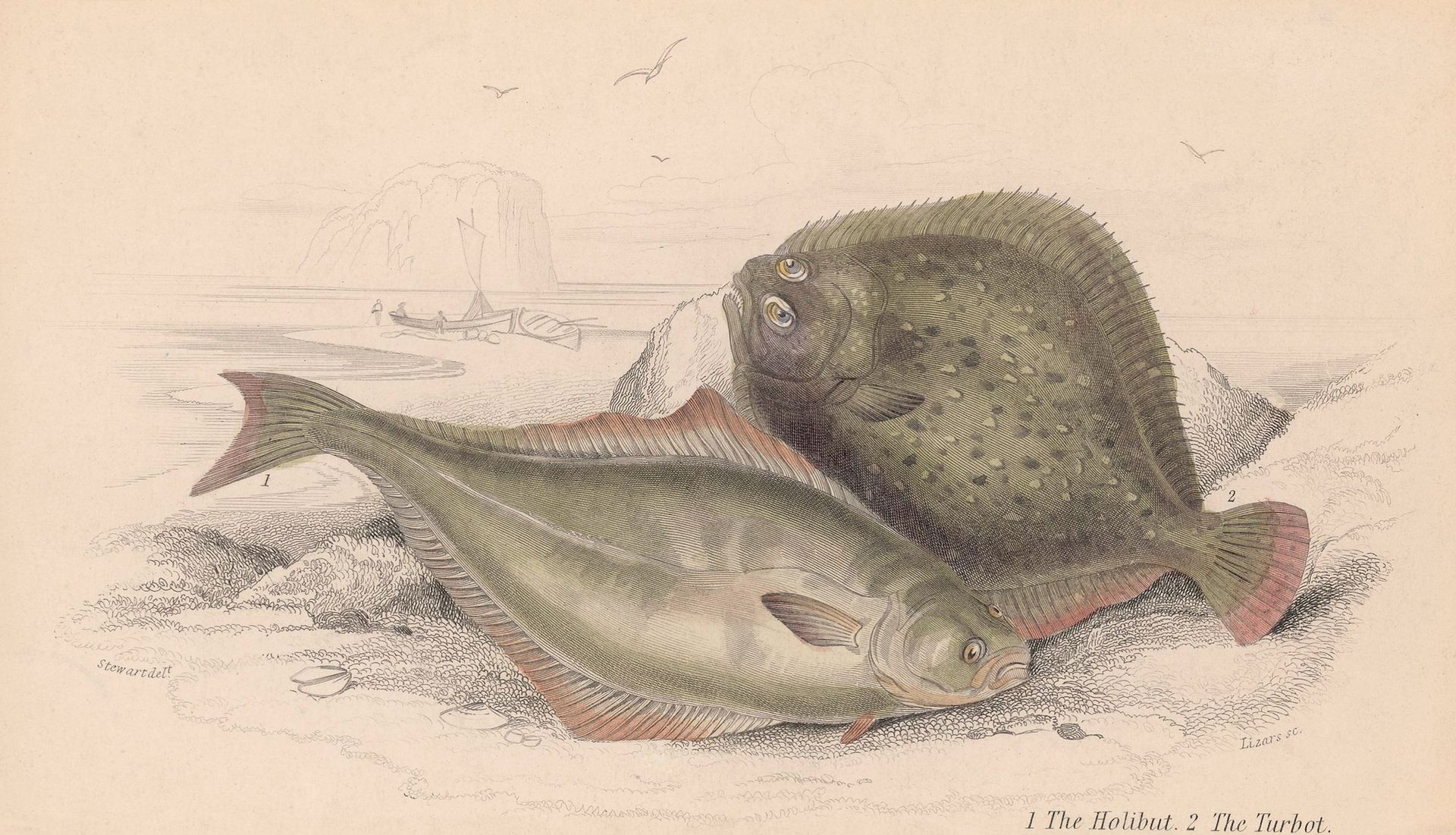 Two flatfish, one dark green, one silver, resting on a textured surface, likely sand.