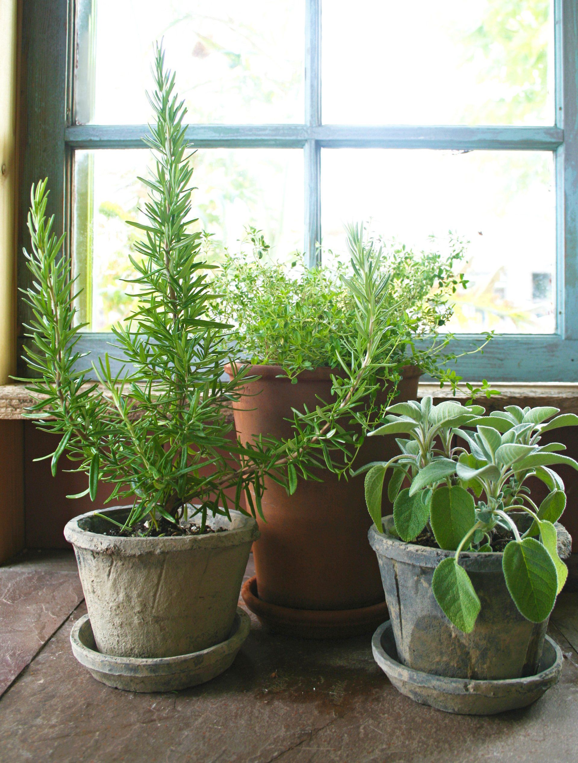 Herb plants in pots on a windowsill: rosemary, thyme, and sage with a window in the background.