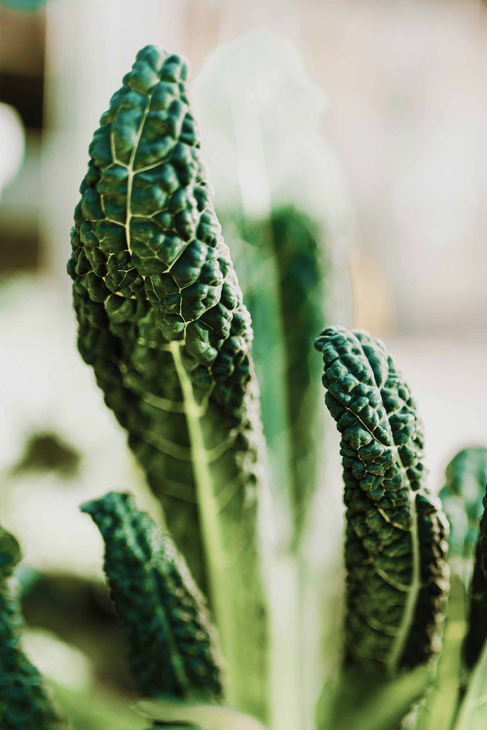 Close-up of dark green Tuscan kale leaves with textured, bumpy surfaces.