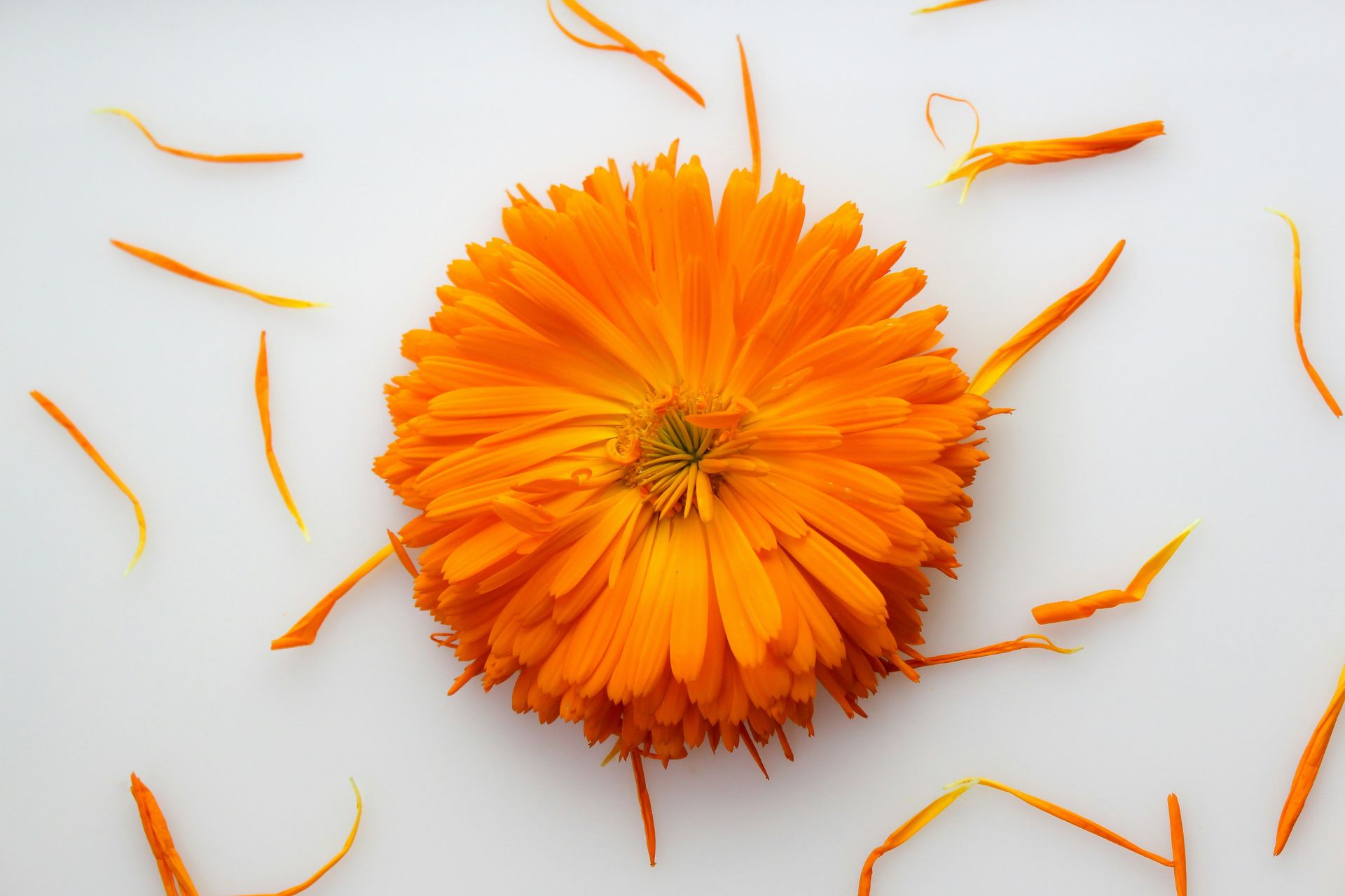 Orange calendula flower with scattered petals against a white background.