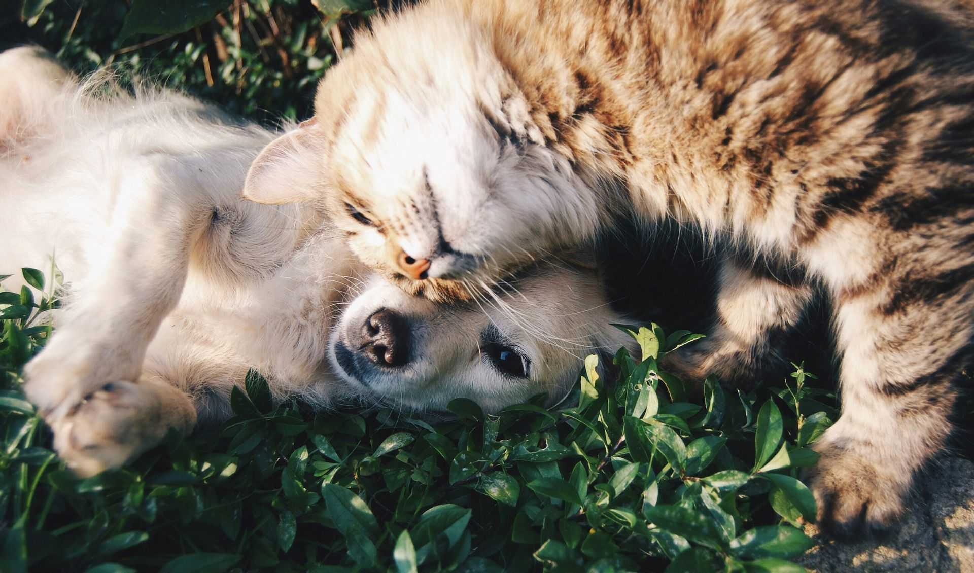 Cat licking the face of a dog lying on its back in green grass. Both animals appear relaxed and content.