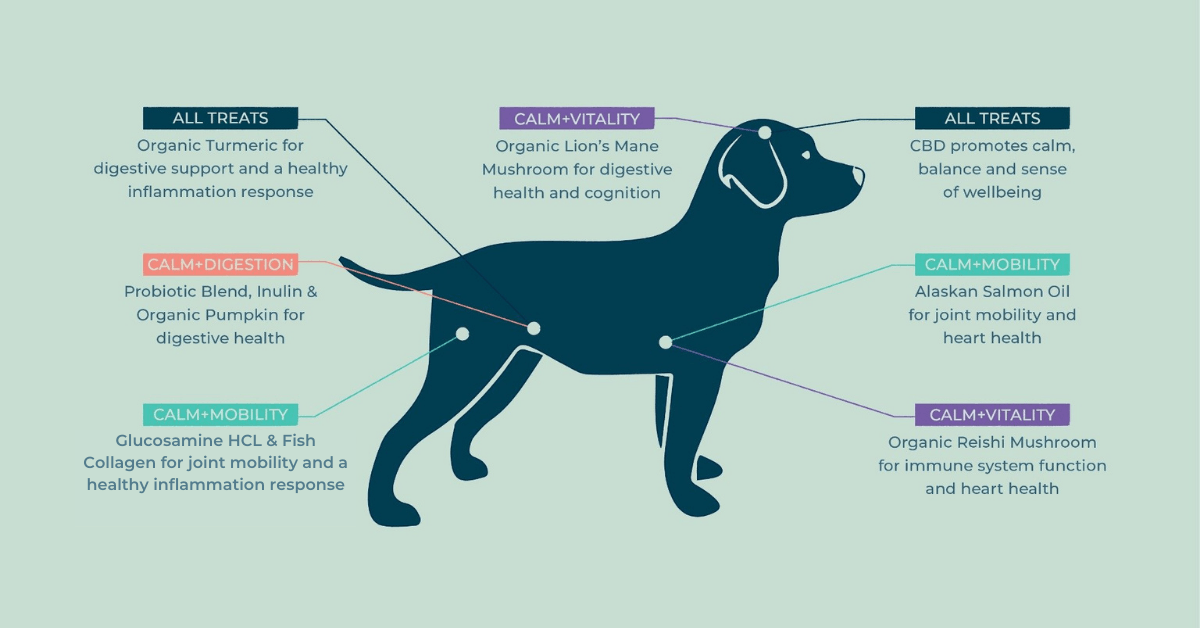 Diagram illustrating areas of a dog affected by various health concerns. Text labels point to specific body parts.