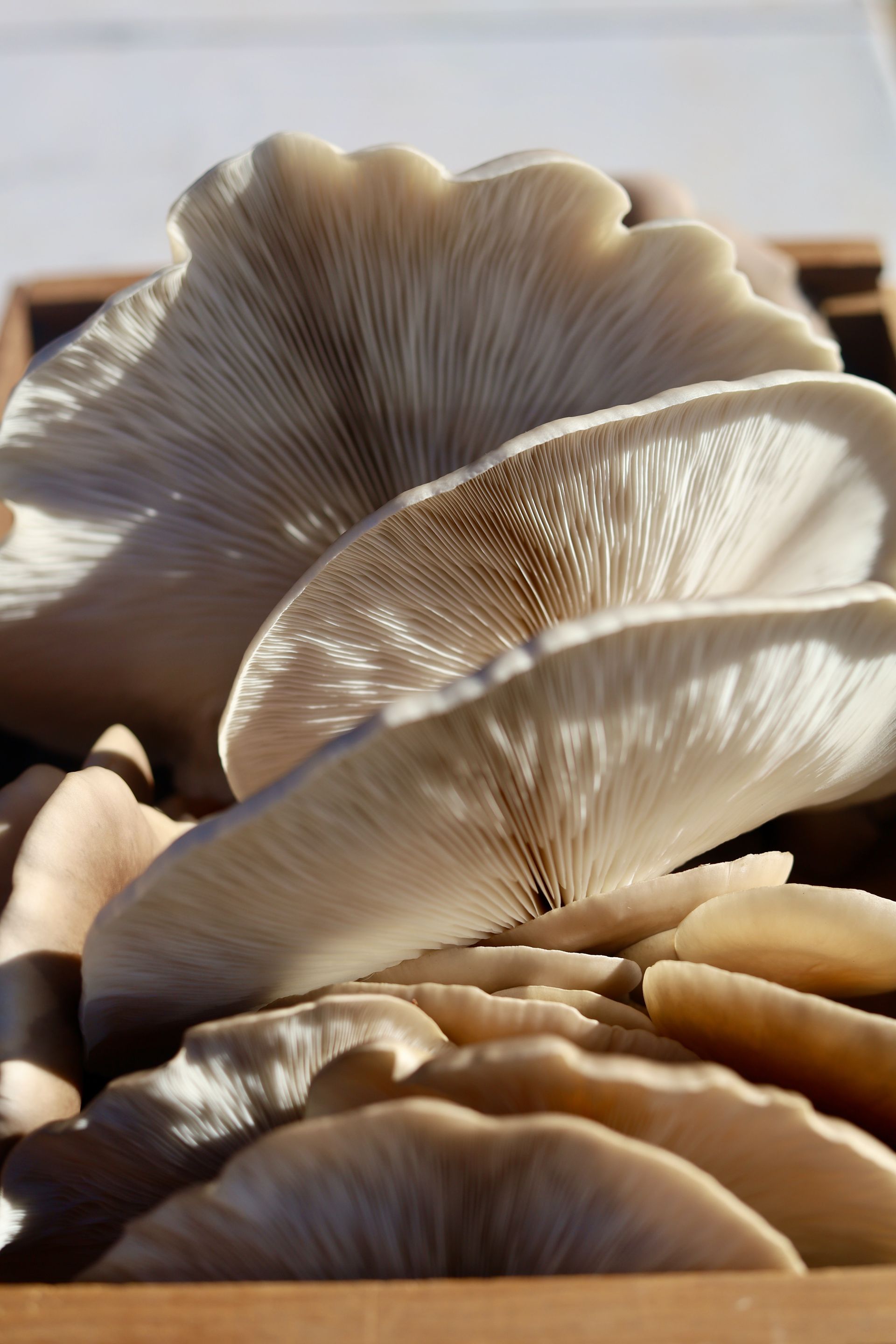 Close-up of light gray oyster mushrooms in a wooden crate, showing gills.