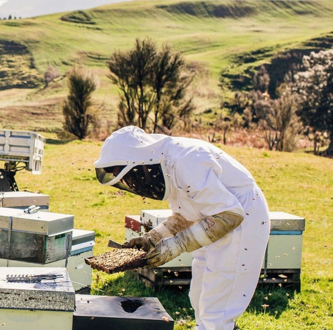 Beekeeper in a white protective suit examining a honeycomb frame outdoors, with beehives and rolling green hills in the background.