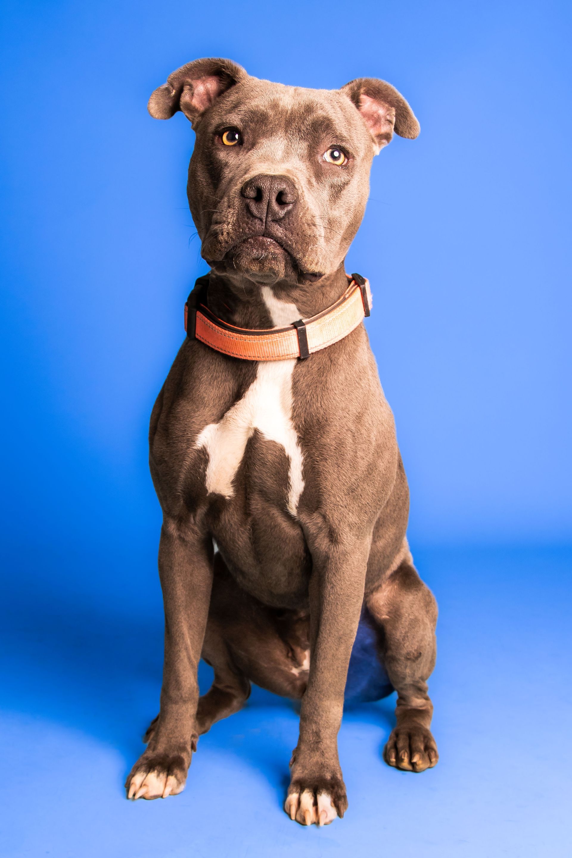 Gray pit bull with white chest markings wearing an orange collar sits against a blue background.