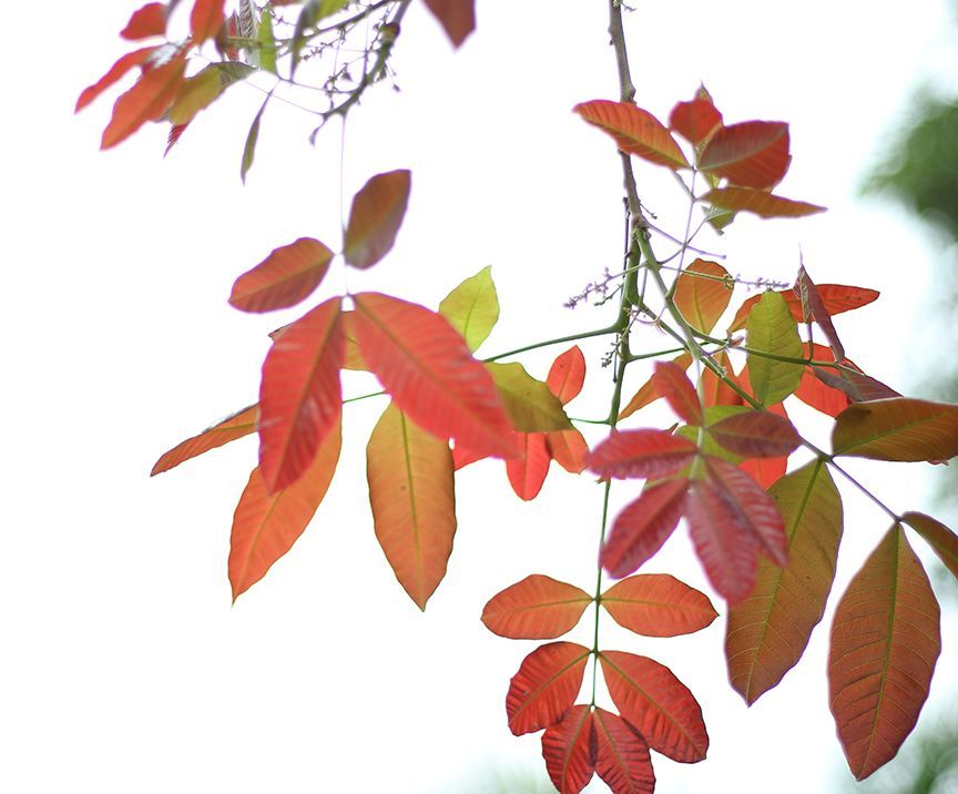 Red and orange leaves on tree branches against a bright sky. Some leaves are still green.