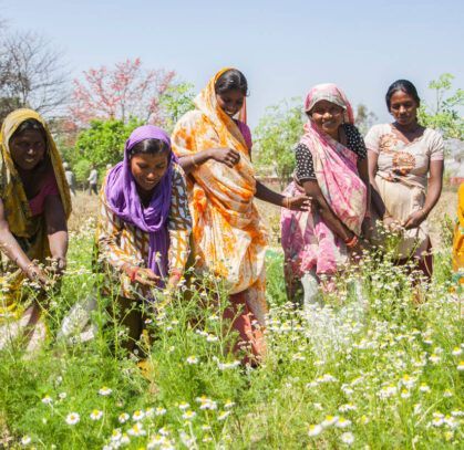 Women in colorful saris harvest flowers in a sunny field. Several smile while working.