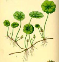 Watercolor illustration of a plant with round, green leaves and long stems sprouting from a horizontal root.