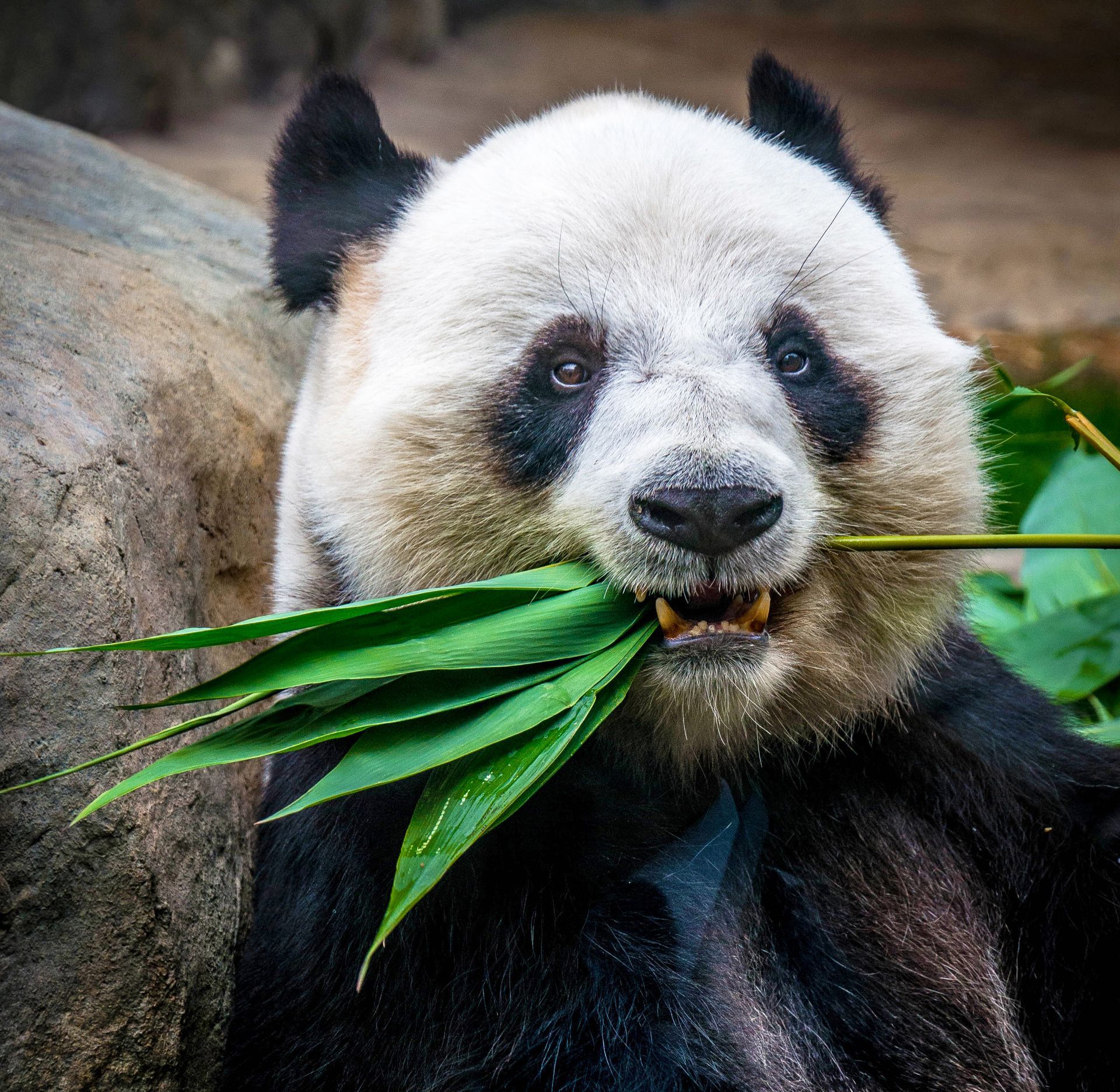 Panda bear eating bamboo leaves, with black and white fur, in a natural setting.