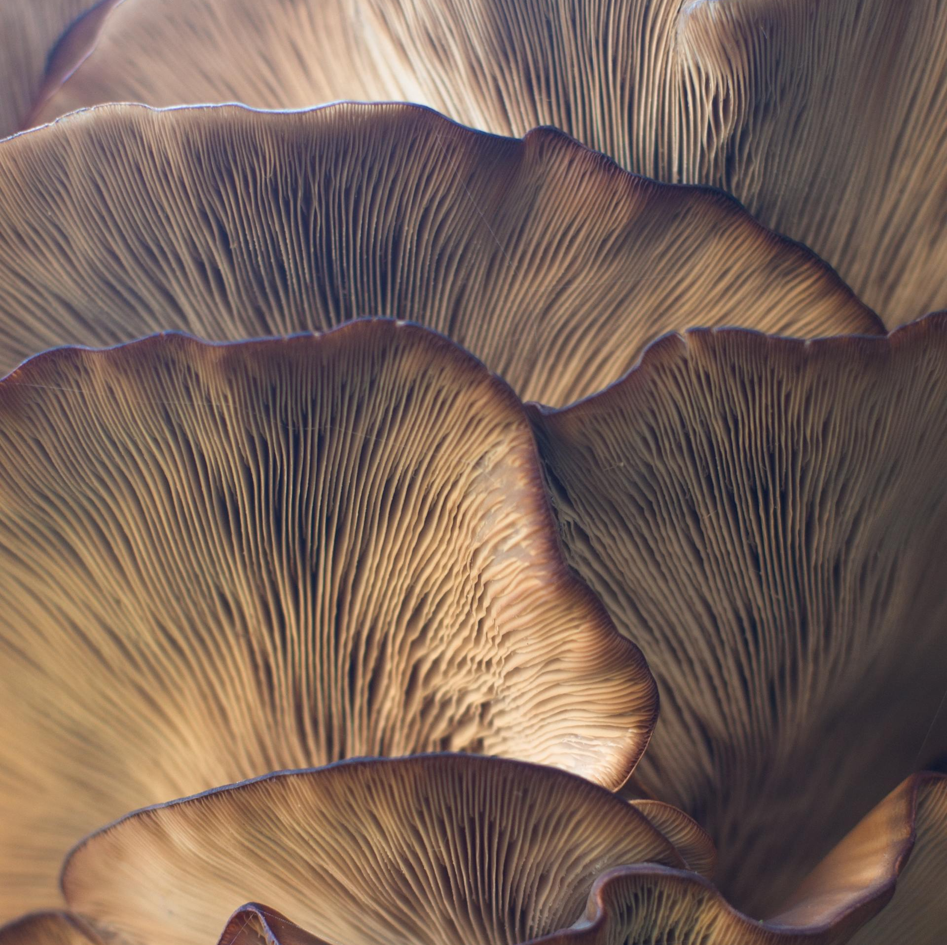 Close-up of clustered oyster mushrooms with layered, fan-like gills in shades of brown and tan.