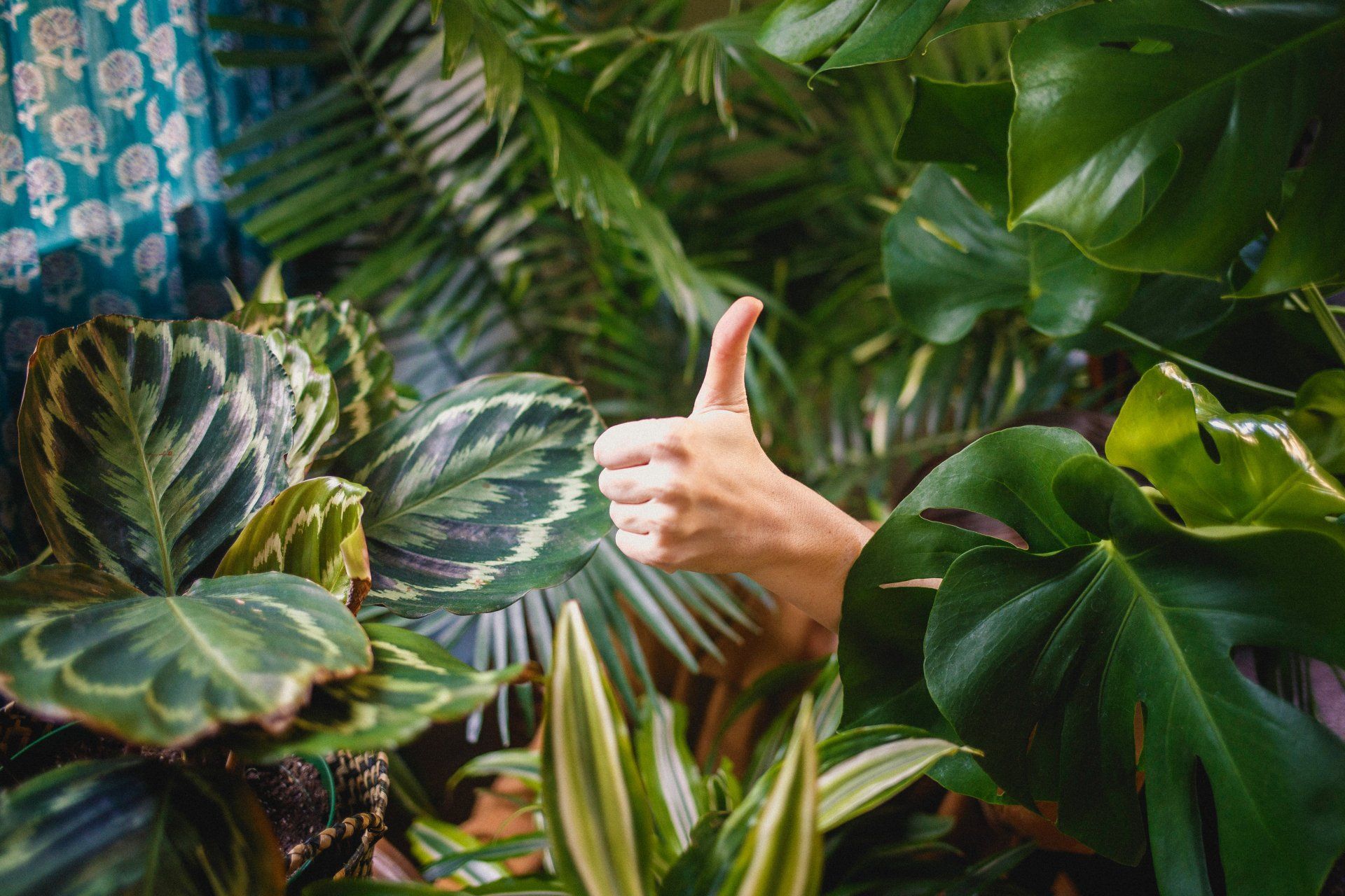 Hand with a thumbs-up gesture emerging from lush green foliage, including monstera and calathea plants.