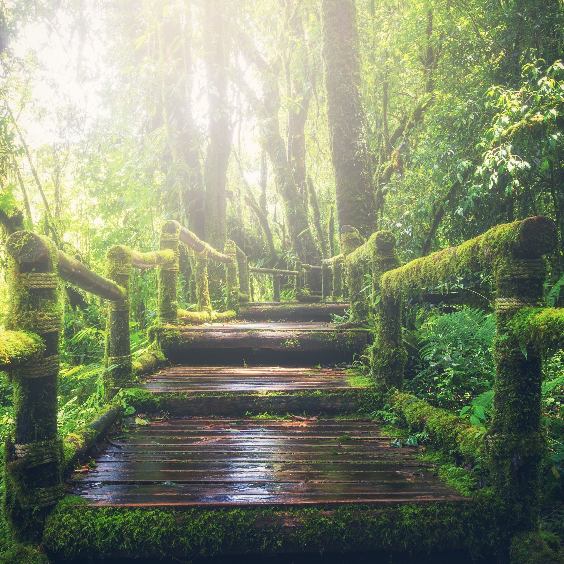 Wooden walkway through a lush, moss-covered forest, bathed in sunlight.