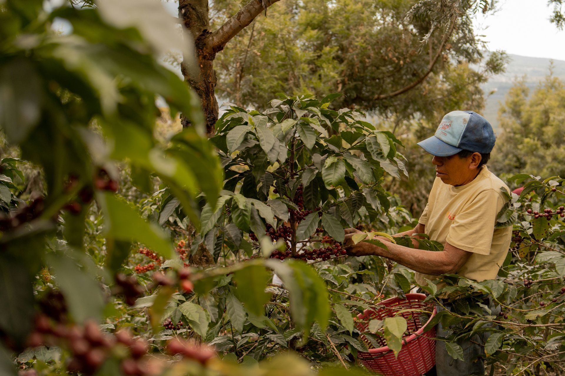 A person wearing a blue cap harvests coffee cherries from a tree in a sunny field.