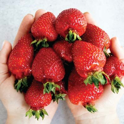 Hands cupping a handful of ripe, red strawberries with green stems.