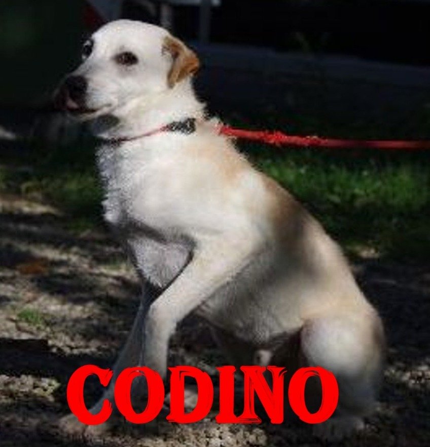 Adottare un cane | Bibiana, TO | Lega Nazionale Difesa del Cane