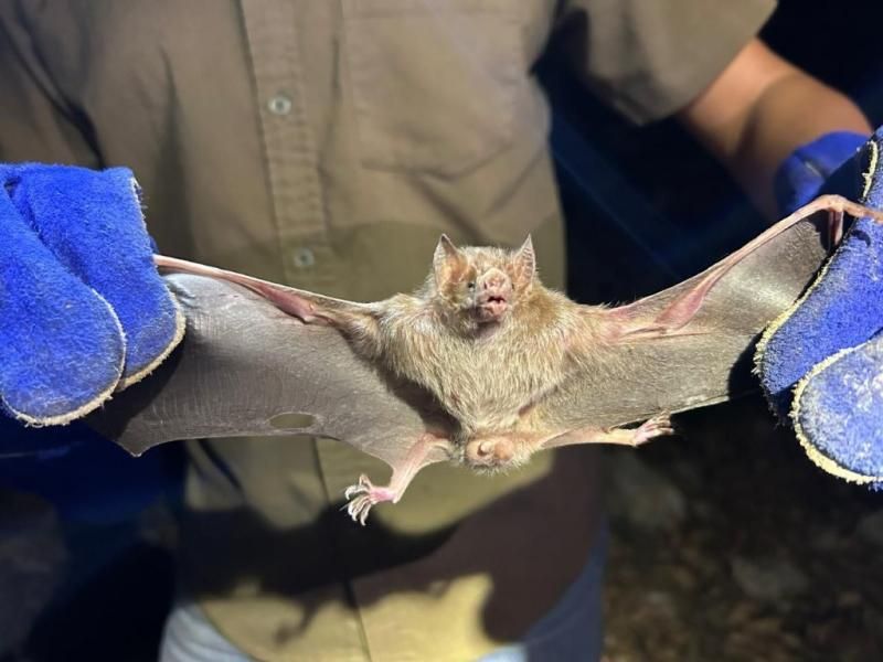 Persona que sostiene un pequeño murciélago con las alas extendidas mientras lleva guantes azules.