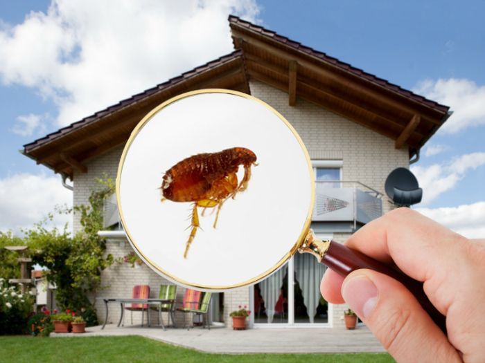 Una lupa permite ver una pulga cerca de una casa, lo que sugiere la necesidad de una inspección de plagas.