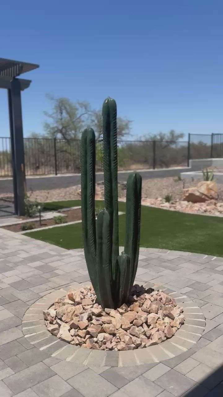 weird cactus Rare Cereus Validus Spiralis 
