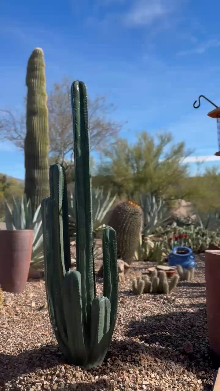 tall indoor cactus 44in Tall Candelabra Cactus
