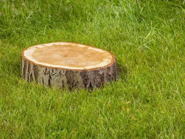 Tree stump in green grass.