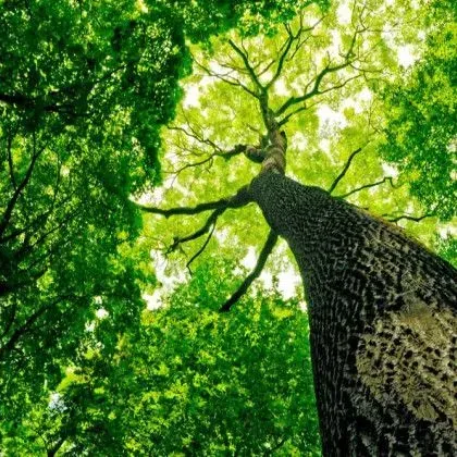 Looking up at a tall tree with green leaves, reaching toward the sky.
