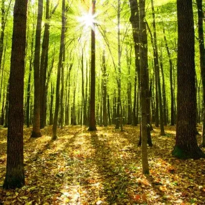 Sunlight streams through a forest, illuminating green leaves and fallen brown leaves on the ground.
