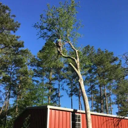 A person perched in a tree with a red building below on a sunny day.