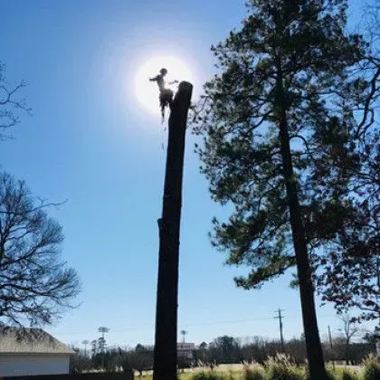 Person on a tall tree trunk against the sun, cutting branches. Outdoors, sunny day.